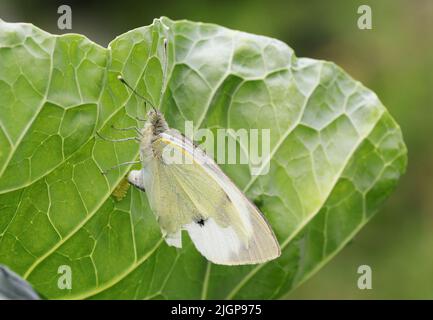 Kohl Weißer Schmetterling Eier auf Kohl legen. Stockfoto