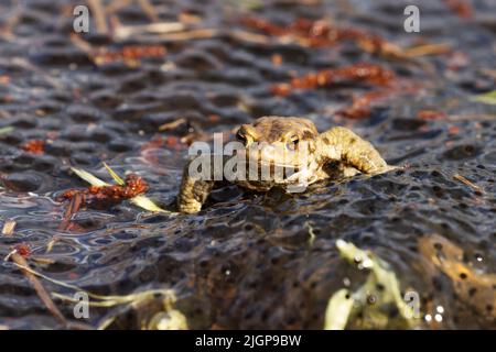 Eine große gemeine Kröte, die an einem Frühlingstag auf gemeiner Froschlacht spaziert Stockfoto