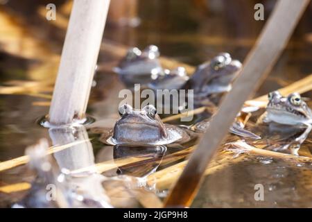 Europäischer Gemeiner Frosch im Wasser während der Laichzeit im Frühling Stockfoto