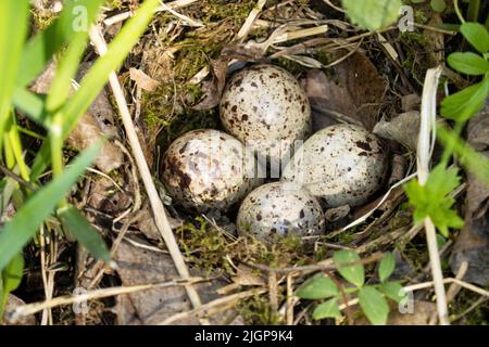 Vier gewöhnliche Sandpiper, Actitis hypoleucos Eier in einem Nest Stockfoto