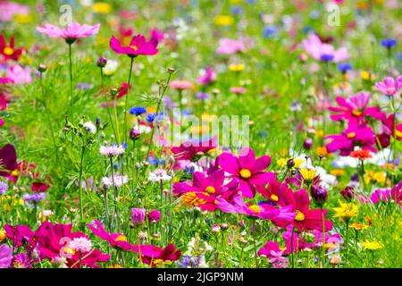 Blühende Wiese Jahrespflanzen Gemeine Cosmos Kornblume mexikanischer Aster Rosa lila gemischte Blumen farbenfroher sonniger Ort Stockfoto