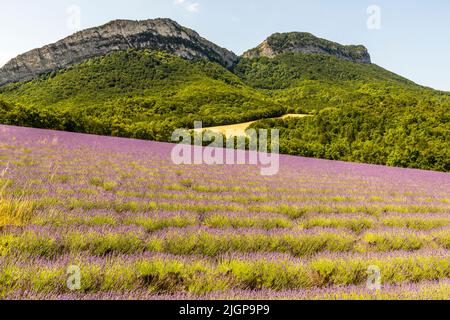 Reihen blühenden Lavendels erstrecken sich über die Ausläufer der Vercors-Berge in Frankreich, deren 170 Quadratkilometer großes Naturschutzgebiet das größte des Landes ist. Lavandin ist ein Hybrider Lavendel, der aus einer Kreuzung zwischen Spiklavendel (Lavandula latifolia) und echtem Lavendel (Lavandula angustifolia) entstanden ist. Lavandin hat eine höhere Ausbeute und ersetzt daher nach und nach den echten Lavendel im Anbau Stockfoto