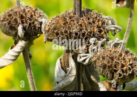 Phlomis russeliana Sämeköpfe getrocknete Blütenköpfe Stockfoto