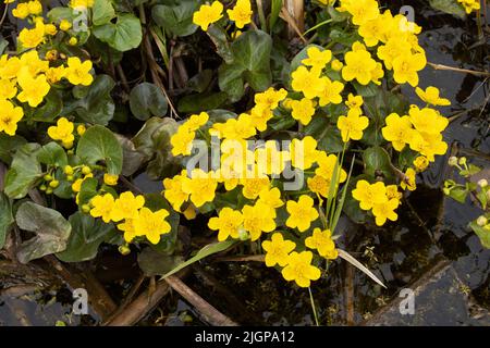 Blühende Marigold an einem Frühlingstag in Estland, Nordeuropa Stockfoto