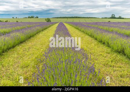 Lavendelfelder in Worcestershire UK Countryside England Großbritannien. Juni 2022 Stockfoto