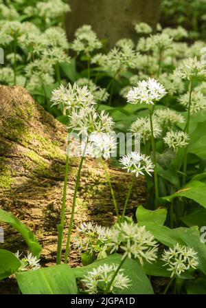 Ramsons (Allium ursinum) auch bekannt als Wild Garlic, Box Wood Gloucestershire England UK. Mai 2022 Stockfoto