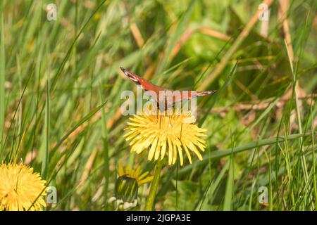 Pfauenschmetterling (Inachis io) sammelt Nektar aus einem gemeinen Waldling, Herefordshire, Großbritannien, April 2022 Stockfoto