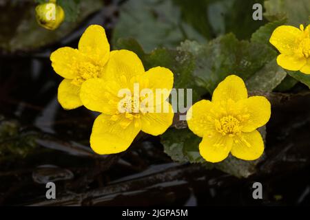 Blühende Marigold an einem Frühlingstag in Estland, Nordeuropa Stockfoto