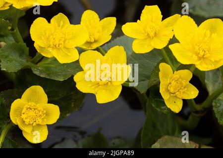 Blühende Marigold an einem Frühlingstag in Estland, Nordeuropa Stockfoto