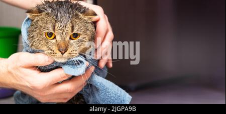 Schottische Katze in einem Handtuch falten. Nasse Katze nach dem Baden in einem blauen Handtuch. Die Hände des Mannes halten eine nasse Katze im Badezimmer Stockfoto
