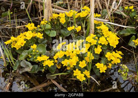 Blühende Marigold an einem Frühlingstag in Estland, Nordeuropa Stockfoto