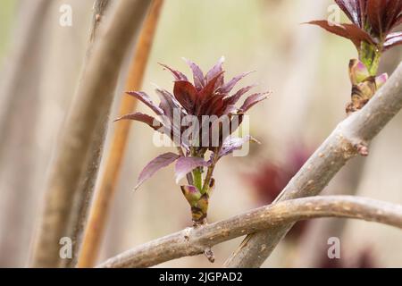 Nahaufnahme der roten Holunderbeere, Sambucus racemosa geht an einem Frühlingstag in Europa Stockfoto