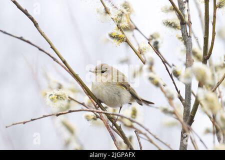 Kleine europäische songbird Häschen Chiffchaff, Phylloscopus collybita auf der Suche nach Insekten inmitten der blühenden Weide Stockfoto