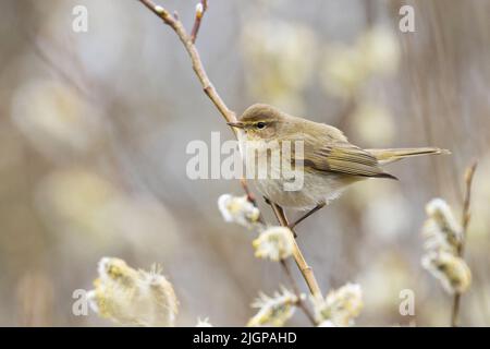 Kleine europäische songbird Häschen Chiffchaff, Phylloscopus collybita auf der Suche nach Insekten inmitten der blühenden Weide Stockfoto