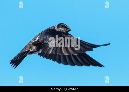 Nahaufnahme des purpurnen Martin Stockfoto