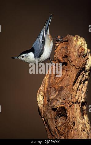 Weißes Nuthatch-Porträt Stockfoto