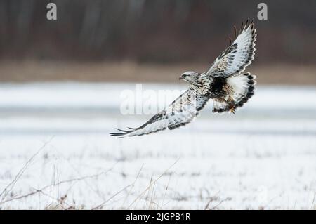 Falkenflug mit rauen Beinen im Winter Stockfoto