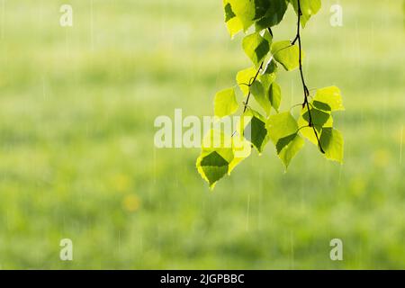 Frische Silberbirke, Betula Pendula-Blätter während eines regnerischen Frühlingstages in Estland, Nordeuropa Stockfoto