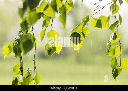 Frische Silberbirke, Betula Pendula-Blätter während eines regnerischen Frühlingstages in Estland, Nordeuropa Stockfoto