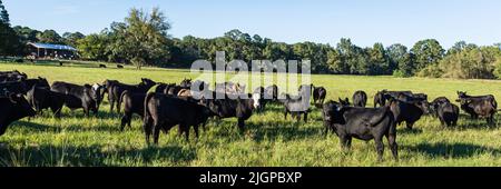 Webbanner einer Herde von Angus und Angus, die im Spätsommer auf einer grünen Weide gekreuzt wurden. Stockfoto