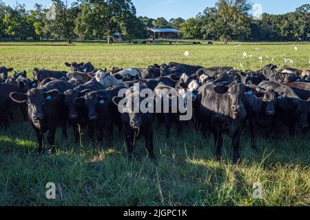 Herde von Angus und Angus kreuzten Bullen, die auf die Kamera blicken, während sie auf einer grünen Weide stehen. Stockfoto