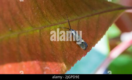 Eine Makroaufnahme einer kleinen esperia-Sulfurella-Motte, die auf einem roten Blatt eines roten Rotbuschs ruht. Stockfoto