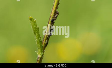 Eine Makroaufnahme eines Ameisenbands, der einige Aphinden auf dem Stiel einer Ochsenauge-Gänseblümchen aneinanderreißt. Stockfoto