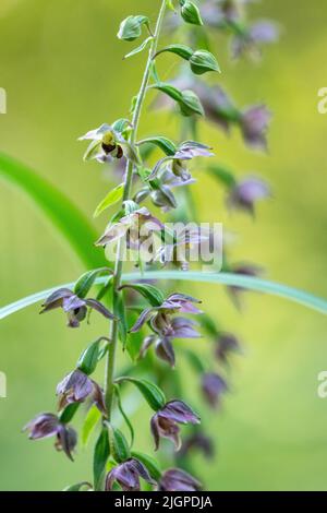 Nahaufnahme der Laubblüten des Helleborins an einem Spätsommertag in Estland, Nordeuropa Stockfoto