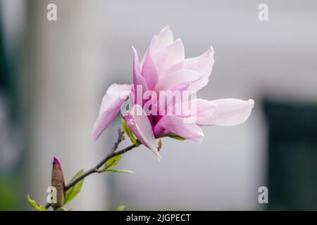 Magnolia rosa Blume mit grünen zarten Blättern Nahaufnahme auf unscharfem hellen Hintergrund. Große Blume im Frühling Stockfoto