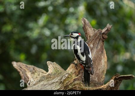 Ein erwachsenes Männchen des Buntspecht-Vogels Dendrocopos major Stockfoto