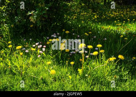 Löwenzahn und andere blühende Pflanzen im Gartengras an einem sonnigen Tag Stockfoto