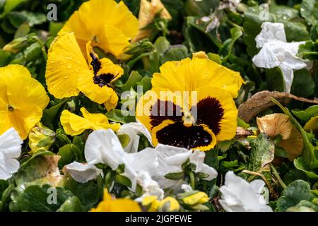 Leuchtend gelbe und schwarze, weiße Viola Cornuta Stiefmütterchen blühen aus nächster Nähe mit Wassertropfen. Floraler Hintergrund mit blühender gelber Herzsease-Stiefmütterchen-Flowe Stockfoto