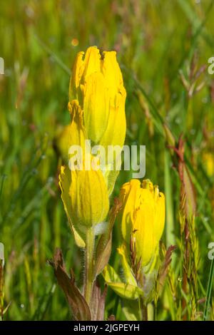 Golden Indian Paintbrush (Castilleja Levisecta), William Finley National Wildlife Refuge, Oregon Stockfoto