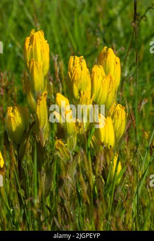 Golden Indian Paintbrush (Castilleja Levisecta), William Finley National Wildlife Refuge, Oregon Stockfoto