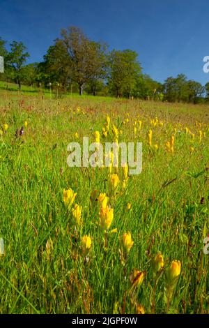 Golden Indian Paintbrush (Castilleja Levisecta), William Finley National Wildlife Refuge, Oregon Stockfoto