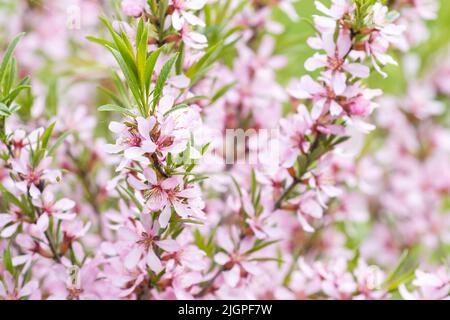 Schöne blühende Kirschmandel im estnischen Garten Stockfoto