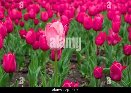 Rosa Tulpenblume auf lila Tulpenfeld, Blumenbeet Nahaufnahme, Frühjahrsblüte mit verschwommenem Hintergrund. Romantisches frisches Wiesenbelaub Stockfoto