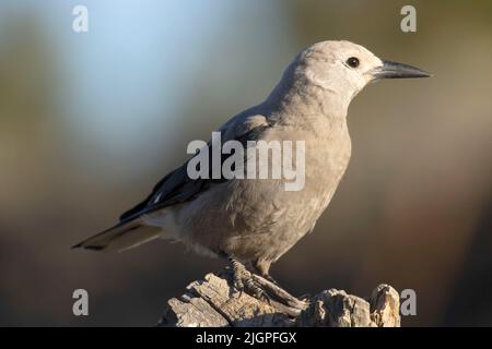 Clarks Nussknacker (Nucifraga columbiana), Cabin Lake Viewing Blind, Deschutes National Forest, Oregon Stockfoto