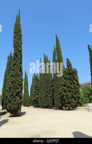 Gassen des Königlichen Parks von Valencia Stockfoto
