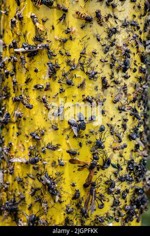 Gelbe klebende Insektenfalle im Garten Stockfoto