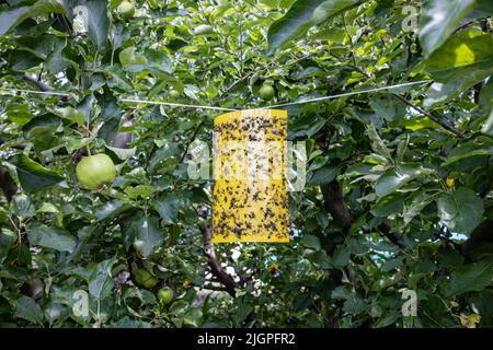 Gelbe klebende Insektenfalle im Garten Stockfoto