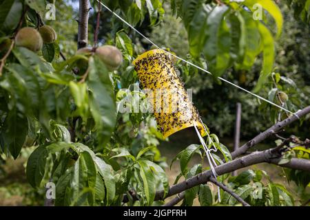 Gelbe klebende Insektenfalle im Garten Stockfoto