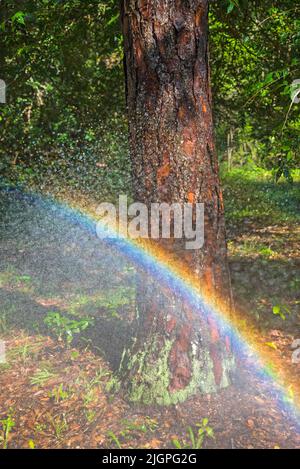 Regenbogen gebildet aus Sprühen mit einem Gartenschlauch. Stockfoto