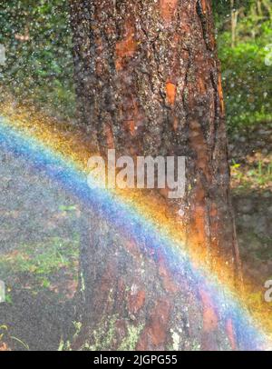 Regenbogen gebildet aus Sprühen mit einem Gartenschlauch. Stockfoto