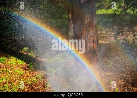 Regenbogen gebildet aus Sprühen mit einem Gartenschlauch. Stockfoto