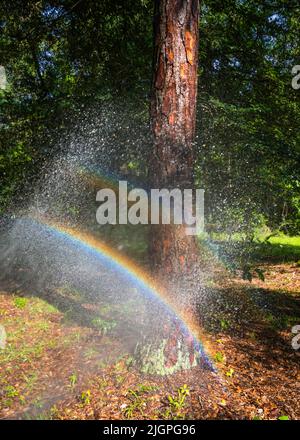 Regenbogen gebildet aus Sprühen mit einem Gartenschlauch. Stockfoto