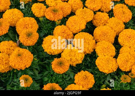 Ringelblume, orange Tagesetes Blüten mit leuchtend grünen Blättern Draufsicht. Wachsende Gartenpflanzen, Bettwäsche Blumen Stockfoto