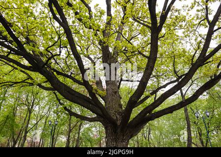 Große alte Eiche mit hellgrünen jungen Blättern im Frühlingsstadtpark. Schauen Sie durch lange Äste eines Baumes nach oben Stockfoto