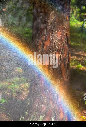 Regenbogen gebildet aus Sprühen mit einem Gartenschlauch. Stockfoto