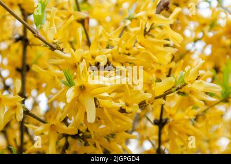 Schöne Forsythia oder Gelbe Glocken blühen. Frühlingszweig mit gelben Blüten Makro Stockfoto